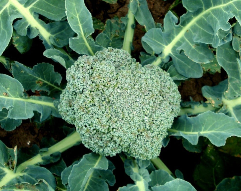Broccoli : Waltham (5995922817179)