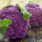 Cauliflower: Graffiti Purple (5995894702235) (6091183554715)