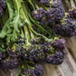 Broccoli : Early Purple (5995959517339) (6091178180763)