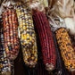 Corn: Indian Rainbow
