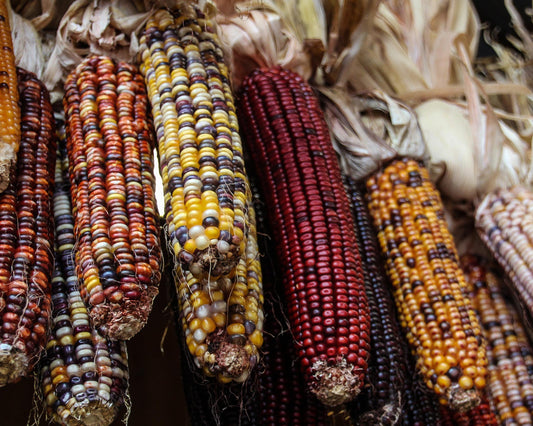 Corn: Indian Rainbow