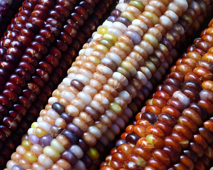 Corn: Indian Rainbow