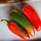 Pepper, Hot: Early Jalapeno