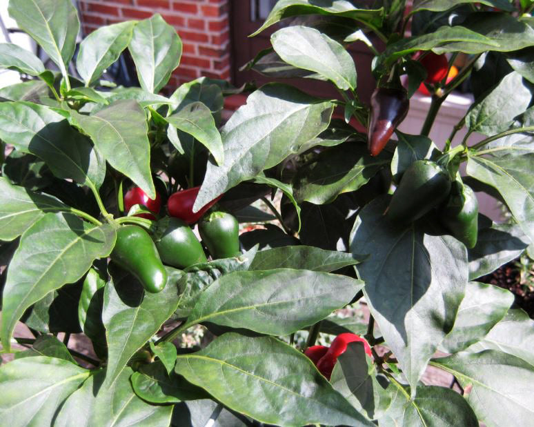 Pepper, Hot: Early Jalapeno