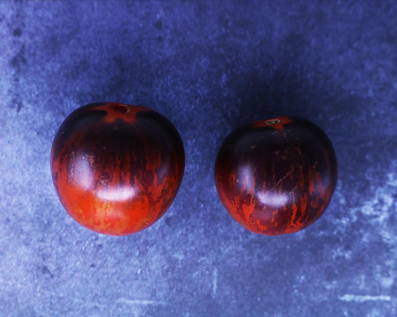 Tomato: Kaleidoscopic Jewel
