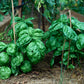 Herb, Basil: Large Leaf Italian