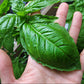 Herb, Basil: Large Leaf Italian