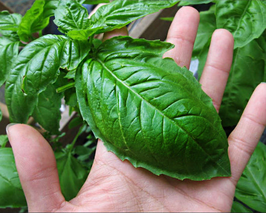 Herb, Basil: Large Leaf Italian *Overstock*