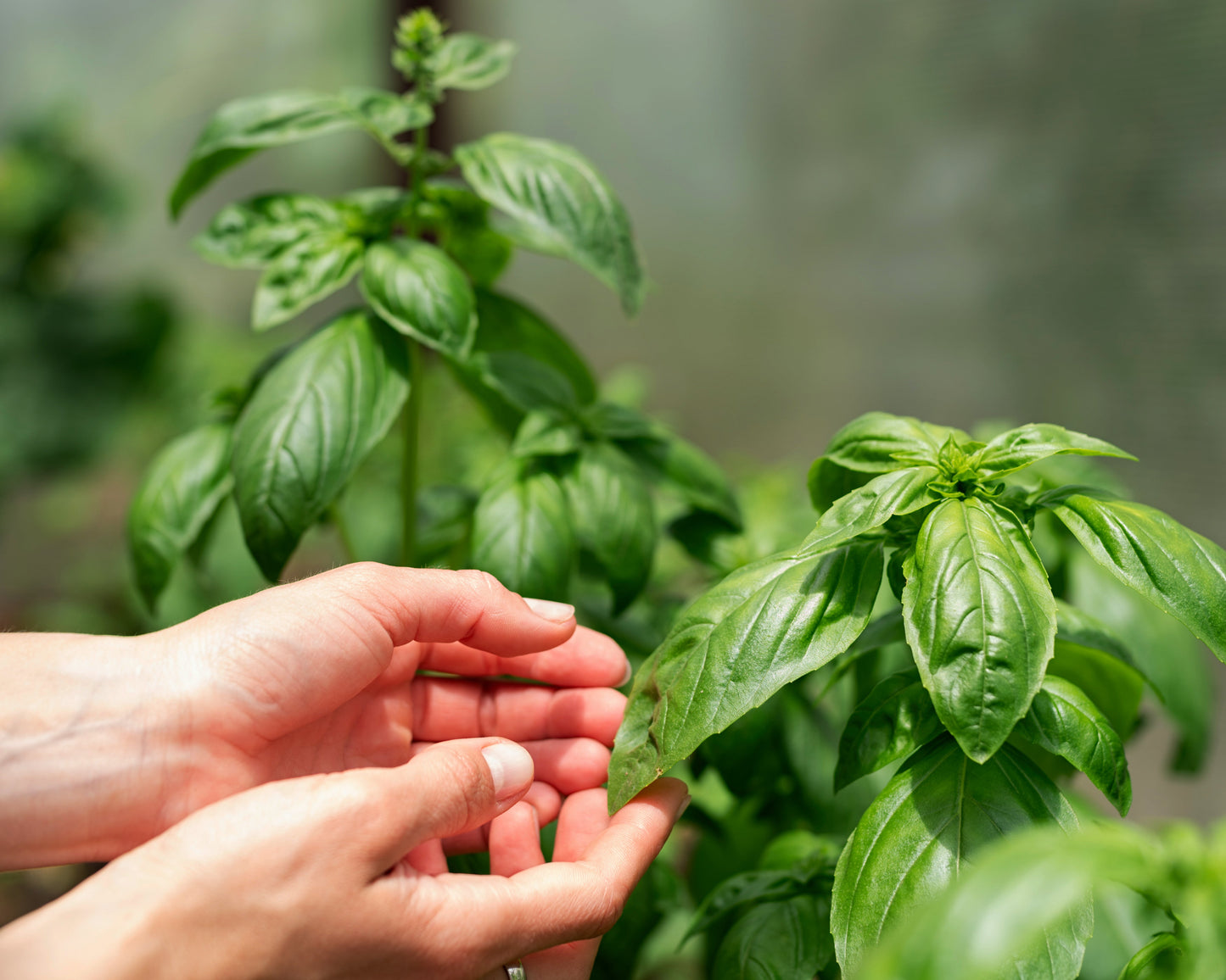 Herb, Basil: Large Leaf Italian