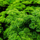 Herb: Parsley, Moss Curled