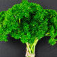 Herb: Parsley, Moss Curled