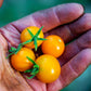Tomato: Orange Cherry