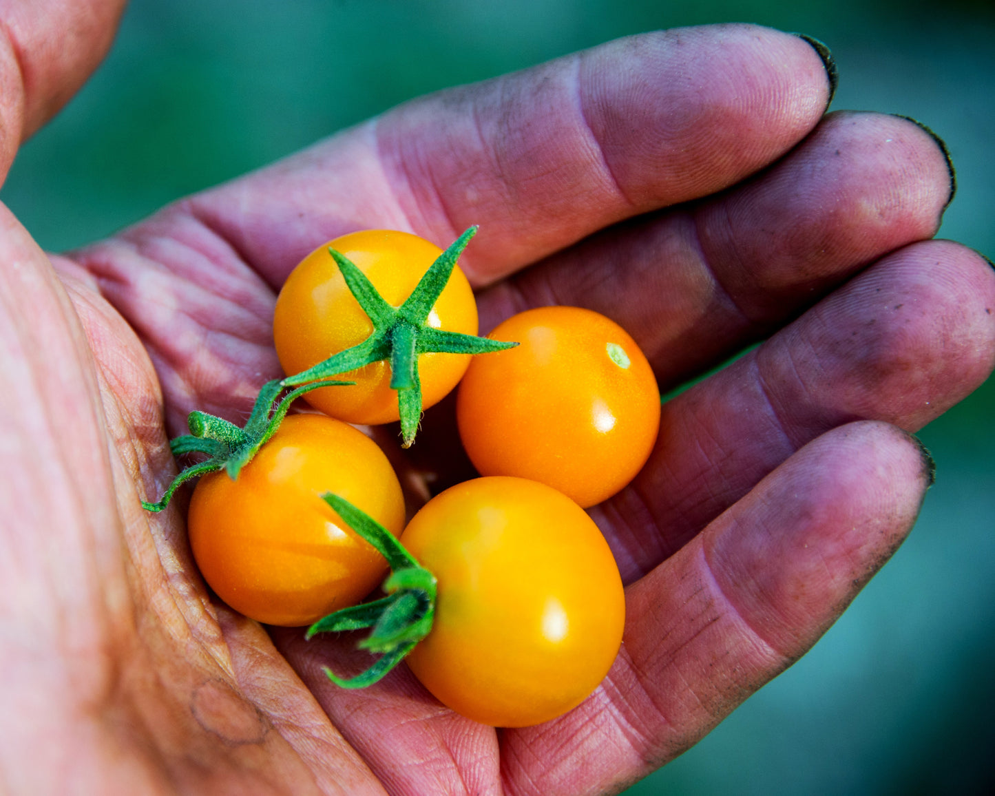 Tomato Seeds: Orange Cherry