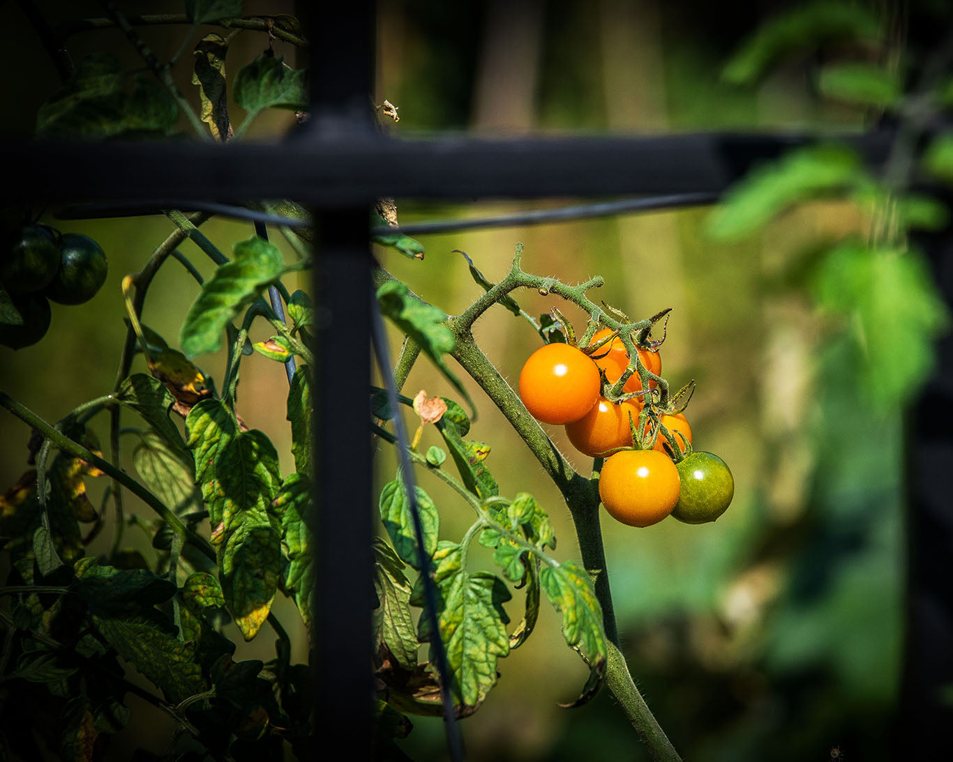 Tomato Seeds: Orange Cherry