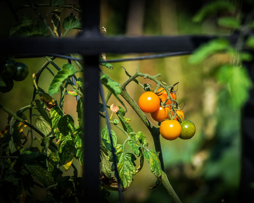 Orange Cherry Tomato