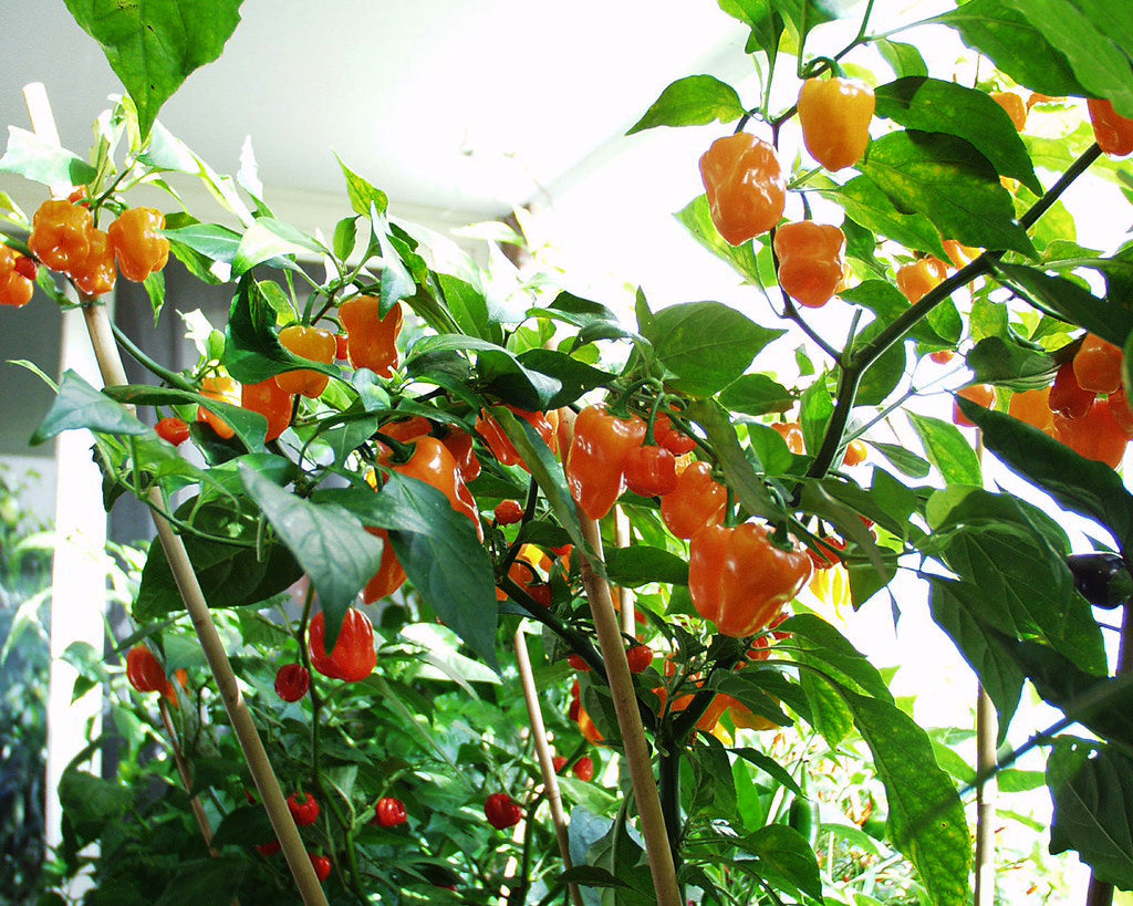 Pepper, Hot: Habanero- Orange