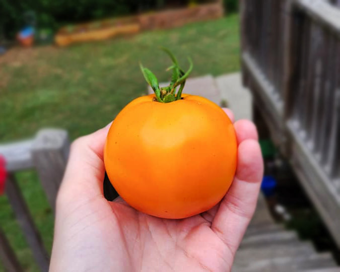 Tomato: Orange Jubilee