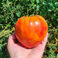Tomato: Orange Oxheart