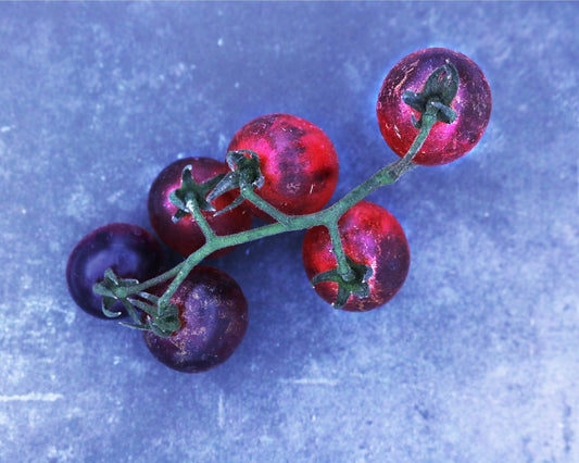 Tomato Seeds: Painted Pink