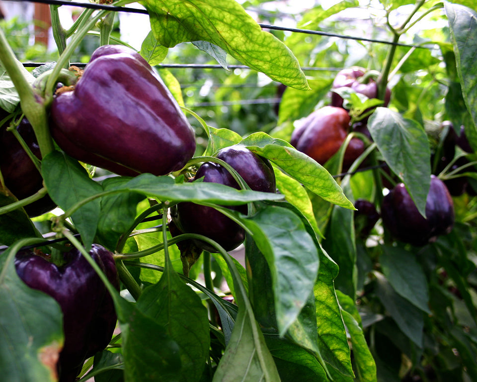 Pepper, Sweet: Purple Beauty