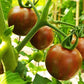 Tomato: Purple Bumblebee