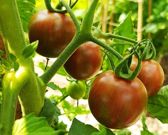 Tomato: Purple Bumblebee