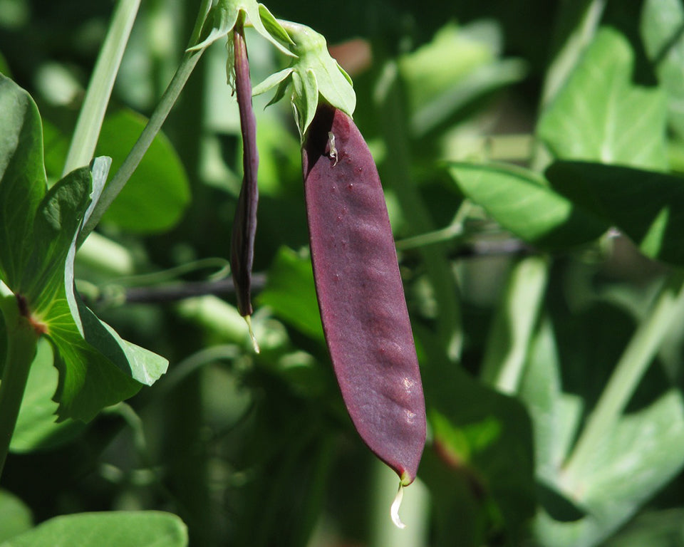 Pea: Blue Shelling