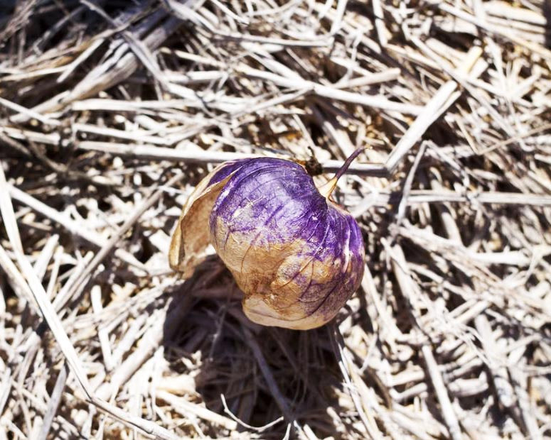 Tomatillo: Morado