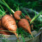 Carrot: Red Cored Chantenay