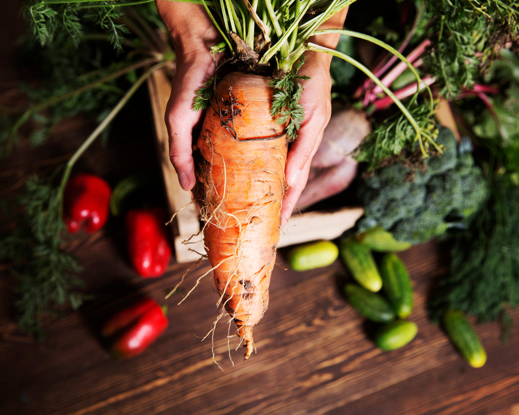 Carrot: Red Cored Chantenay