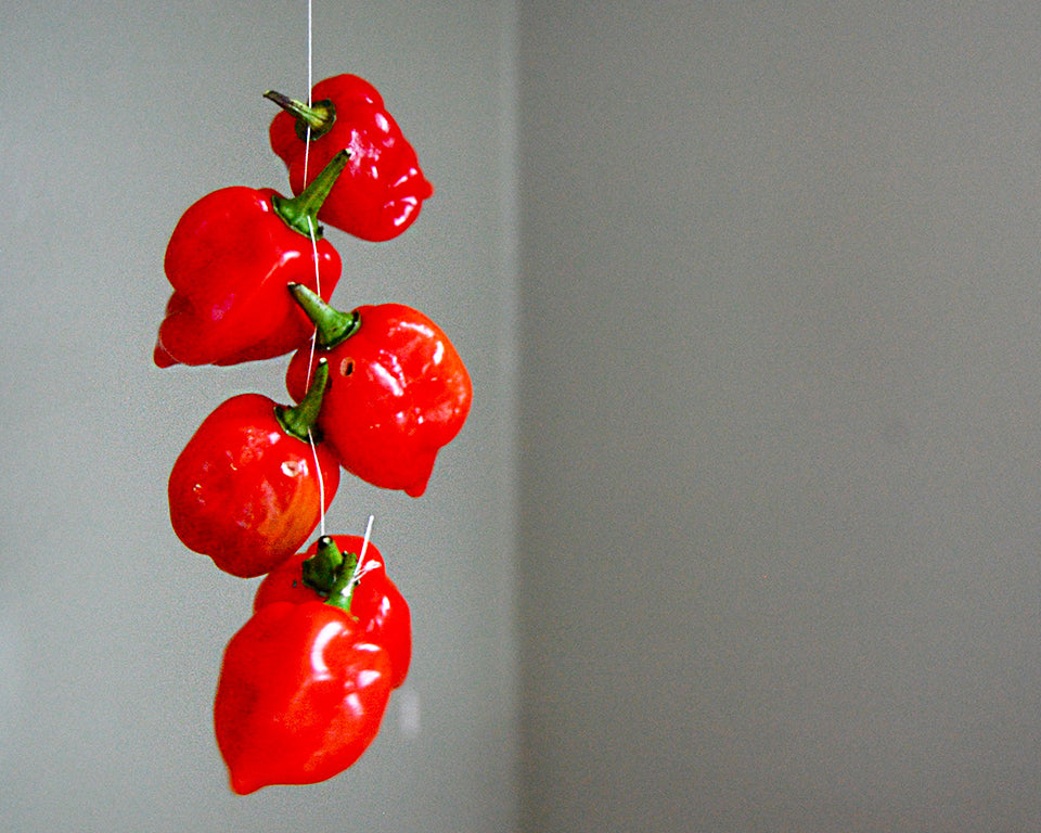 Pepper, Hot: Habanero- Red