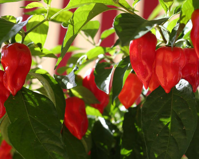 Pepper, Hot: Habanero- Red