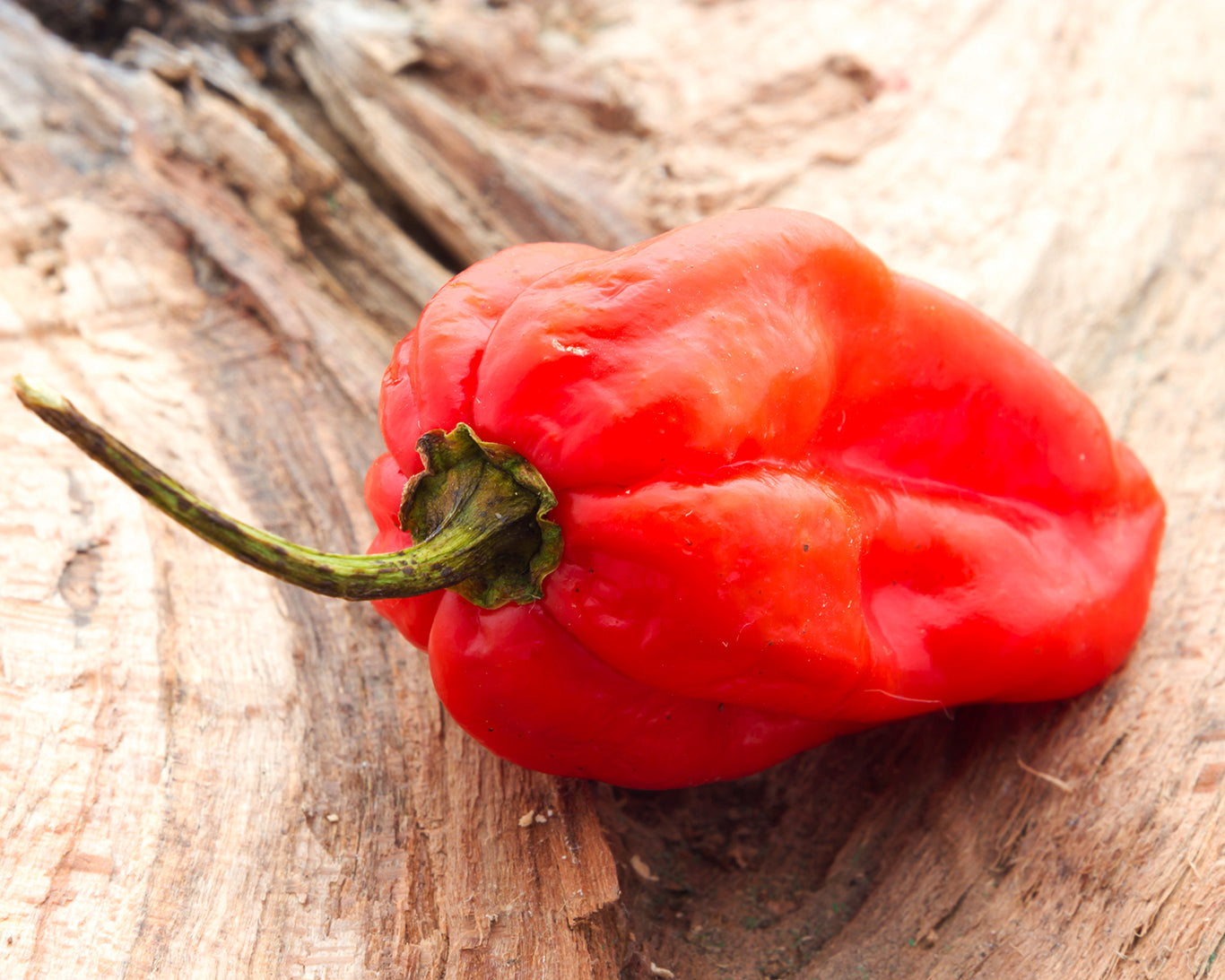 Pepper, Hot: Habanero- Red