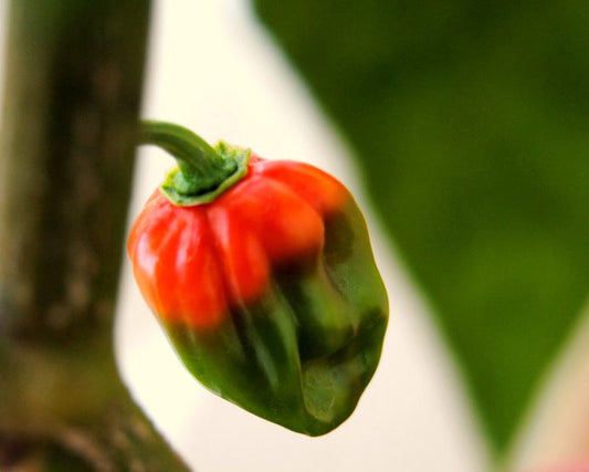 Pepper, Hot: Habanero- Red