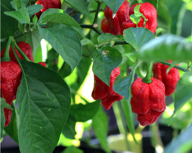 Pepper, Hot: Trinidad Moruga Scorpion- Red