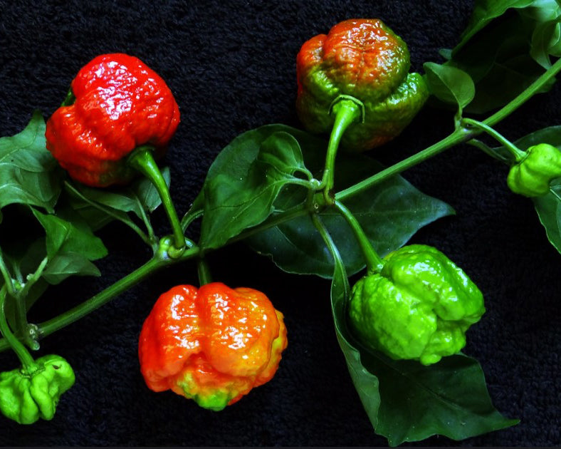 Pepper, Hot: Trinidad Moruga Scorpion- Red