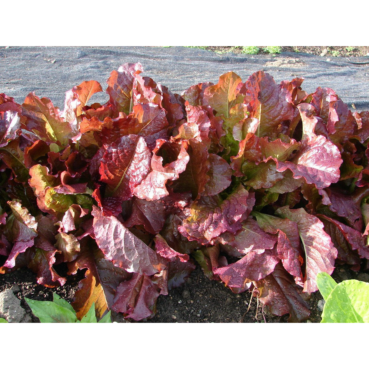 Lettuce : Romaine Red <DISCONTINUED> (4783850586244)