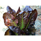 Lettuce : Romaine Red <DISCONTINUED> (4783850586244)