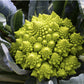 Cauliflower Seeds: Romanesco Spiral (6091193122971)