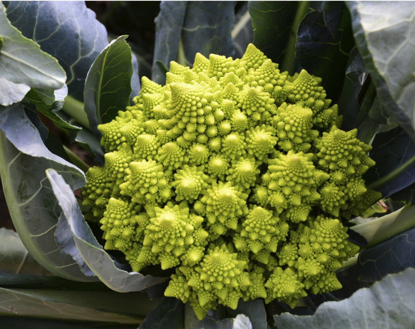 Cauliflower Seeds: Romanesco Spiral (6091193122971)