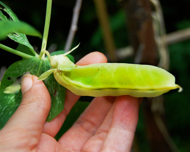 Pea: Royal Honey Snap