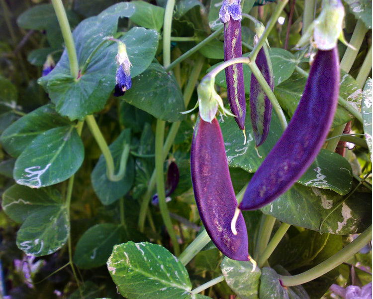 Pea: Royal Purple Snow