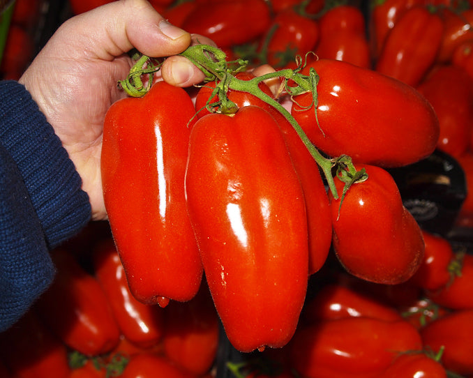 Tomato: San Marzano