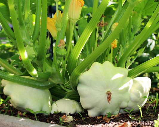 Squash, Summer: White Scallop