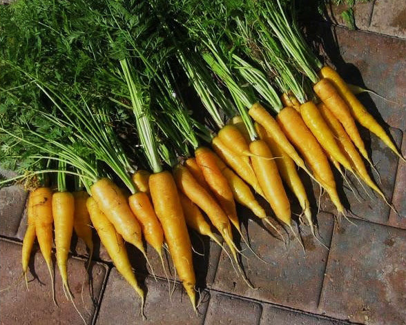 Carrot: Solar Yellow