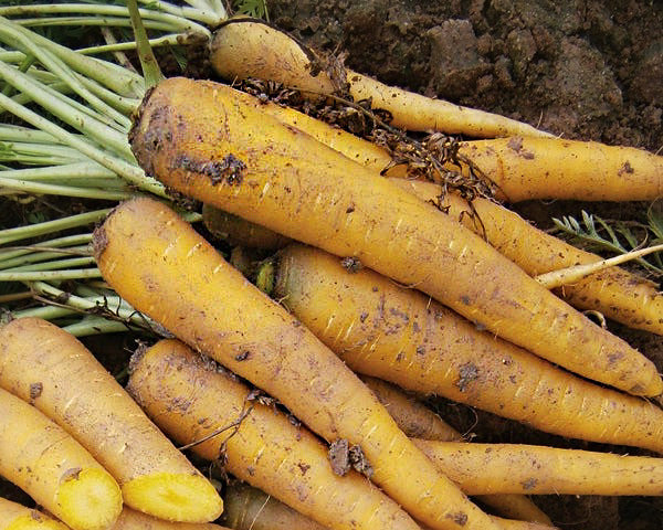Carrot: Solar Yellow