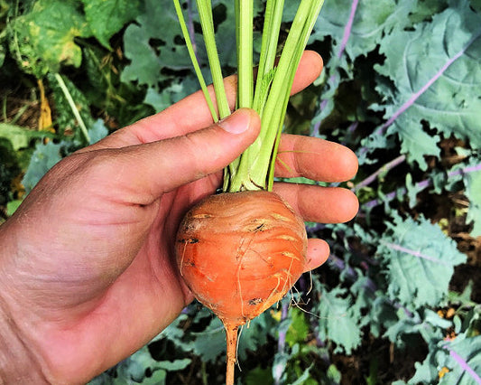 Carrot: Thumbelina