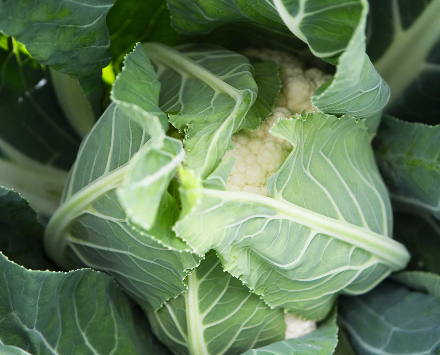 Cauliflower: Twister