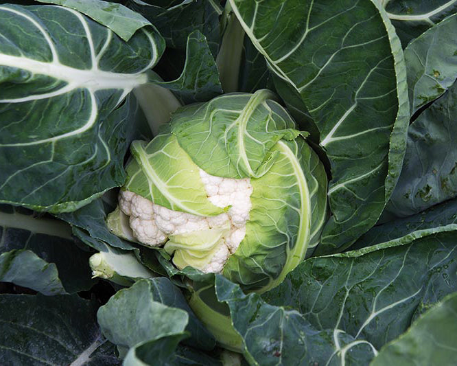 Cauliflower: Twister