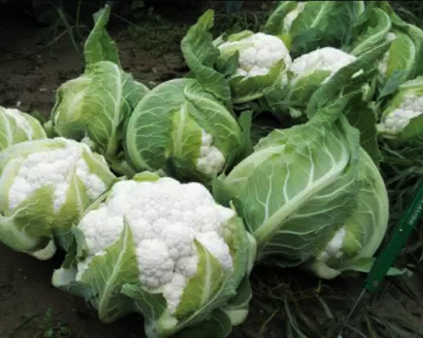 Cauliflower: Twister